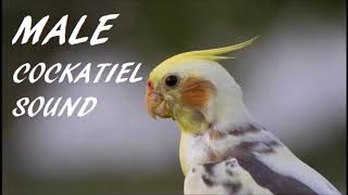 Male Cockatiel Sound [upl. by Yrekcaz]