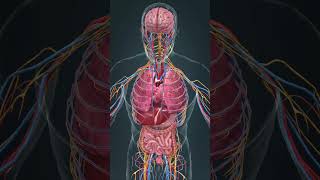 Inside the body there is a machine that operates nonstop 3d anatomy heart [upl. by Yraeht549]