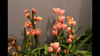 Orchid Show 2017 at the Chicago Botanic Gardens [upl. by Rafat]