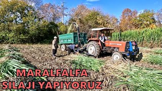 Maralfalfa Hasadı 3 Ayın Sonunda Silaj Biçimi [upl. by Rosemarie]