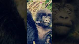 Encounter with Giant Gorillas Amazing Wild Momentsquot animals history facts documentary [upl. by Leiram]