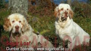 Sugar Loaf Clumber Spaniels  Presentation [upl. by Sarazen]