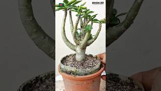 Seed grown Adenium Arabicum Plant bonsai adenium plants adeniumgarden shorts viral desertrose [upl. by Komsa314]