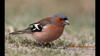 Chaffinch call [upl. by Netsrijk]