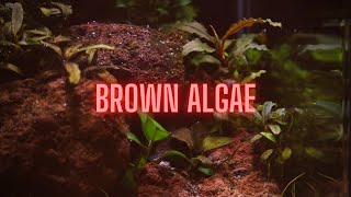 AQUARIUM ALGAE GUIDE Ep 2 Brown Algae  Diatoms [upl. by Dirraj811]