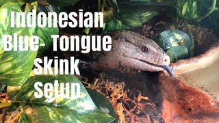 Indonesian Blue Tongue Skink Enclosure Setup How To [upl. by Cost]