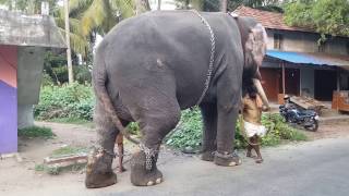 Putting steel chains to control elephant in Kerala [upl. by Voleta930]