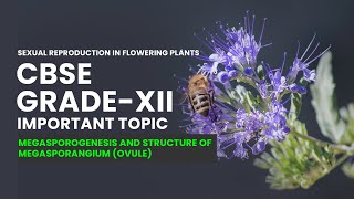 CBSE Grade XII Biology  Megasporogenesis and Structure of Megasporangium Ovule Video Lecture [upl. by Narmis]