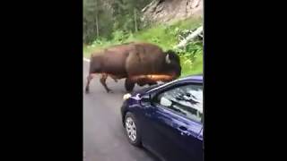 Man taunts bison in Yellowstone National Park [upl. by Einafats591]