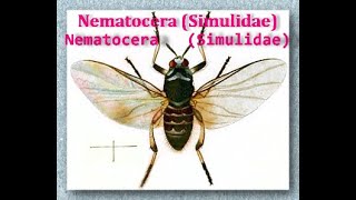 Nematocera Family Simulidae Dr Manar Elmehankar [upl. by Aivon]