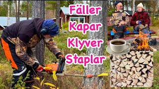 STIHL motorsåg  fäller kapar [upl. by Ledah]