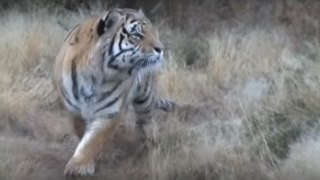 Male tiger gets killed by his son in territorial fight [upl. by Auhsohey270]