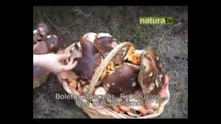 NaturaTV Ceps [upl. by Geraldine]