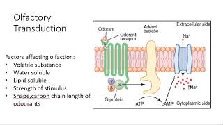 Olfaction Physiology  Transduction and pathway [upl. by Dnob135]