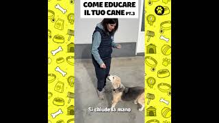 Come educare il tuo cane pt3 la zampa [upl. by Eilzel968]