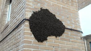 INVASION de ABEJAS 🐝 en casa10 MIL Como retirarlas Invasion of bees at home bees abejas [upl. by Joeann]