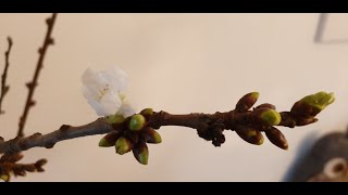 Zum Barbaratag singen Bernadetta Olivia Pierre und Joachim Alle Knospen springen auf [upl. by Araccot313]