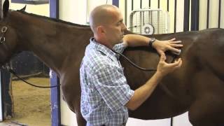 Basic Examination of the Horse [upl. by Littlejohn]