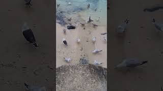 Gulls in Stives Gulls Birds Wildlife Nature Stives Cornwall [upl. by Brenk]