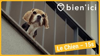 Le Chien  15s  SPOT PUB  BIENICI [upl. by Clementia]