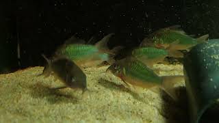 Corydoras splendens wild bij Aquarium Speciaalzaak Utaka [upl. by Meihar]