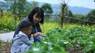 【二米炊煙】上山摘了一筐香椿芽，狠狠的吃一頓香椿宴，怎麼吃香 [upl. by Juna]