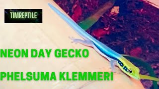 New species reveal Neon day gecko Phelsuma klemmeri in newly done bioactive vivarium [upl. by Reinald]