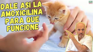 ✅ ¿COMO DAR LA AMOXICILINA PARA GATOS ¿A QUE DOSIS ¿PARA QUE SIRVE ✅ [upl. by Lau]