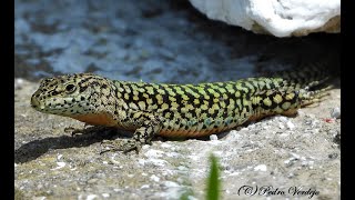 Pequeño Documental sobre la Lagartija Andaluza  Podarcis vaucheri [upl. by Naasah]