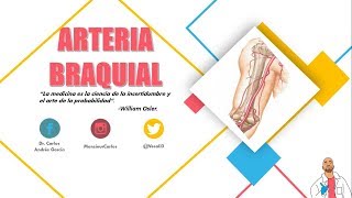 Anatomía  Arteria Humeral Origen Trayecto y Relaciones Ramas Circuito del Codo [upl. by Tonl]