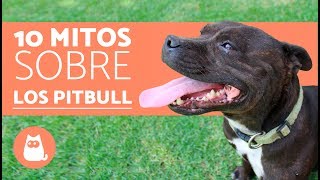 10 mitos sobre los pitbull  CURIOSIDADES de los PITBULL [upl. by Rekab]