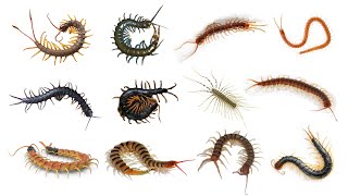 12 Species of Centipede  Different Types of Centipede [upl. by Blane492]