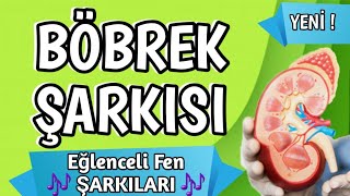 BÖBREK ŞARKISI ✅ Boşaltım Sistemine CAN GETİREN ŞARKI 😁🎵 [upl. by Carhart]