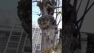 Works Electric chainsaw vs Mulberry Tree [upl. by Airtemak]