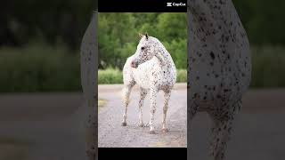 🐎Appaloosa 🐎￼ Edition Horse trend cute horseriding [upl. by Ambur]