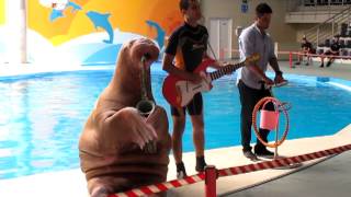 Walrus Playing Saxophone [upl. by Geralda]