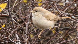 Ökensångare Sylvia nana Asian Desert Warbler Öland Sweden [upl. by Anallij]