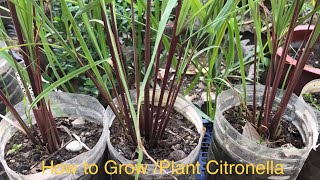 Tips to Grow Citronella GrassHow to Plant Citronella [upl. by Ahsilrae]