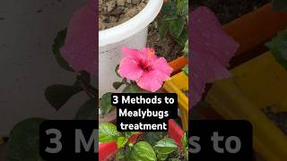 3 Methods to treat Mealybugs amp ants treatment mealybug organicgardening hibiscus shorts [upl. by Llerehs]