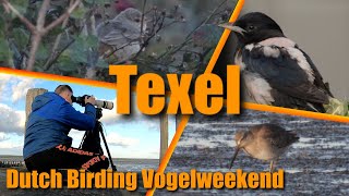 Dutch Birding vogelweekend Texel 2024 [upl. by Johanan]