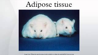 Adipose tissue [upl. by Havelock757]