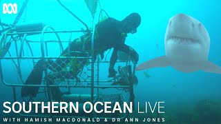 Abalone divers working in the path of great white sharks  Southern Ocean Live [upl. by Nitsid]