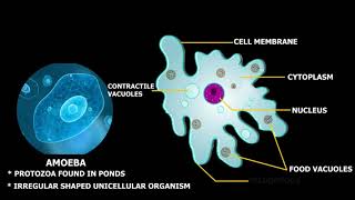 Structure of Amoeba [upl. by Weider]