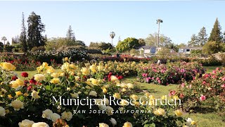 Municipal Rose Garden Tour  San Jose California  Part 1 [upl. by Schoening]