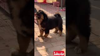 Tibetan mastiff puppies [upl. by Bremer]