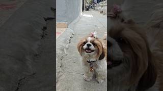 Shih Tzu breed dogs family dogshorts dog doglover kindness shortsvideo [upl. by Low663]