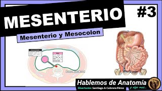 🔴 ANATOMIA👉 MESENTERIO Y MESOCOLON 🟩 PERITONEO 🟪 [upl. by Gwynne]