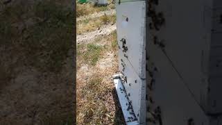 Honey Bee Orientation Flights [upl. by Feeley750]