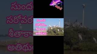 kolleru lakeandhrapradeshnew eluru districtold west godavari krishna districtsbirds migrate [upl. by Nyrek]