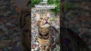 My cat’s chirp is mimicking birds and squirrels a documented hunting behavior outdoorsavannah [upl. by Loren]